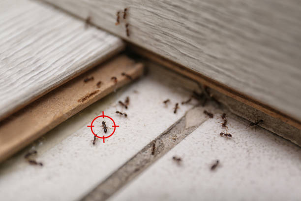 Best Pest Control Near Me  in Groveton, VA