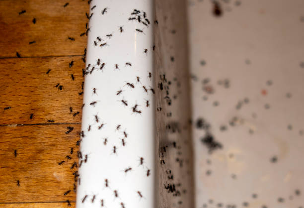Best Residential Pest Control  in Groveton, VA